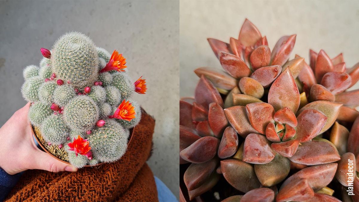 rebutia muscula graptopetalum bronze suculentas resistentes heladas
