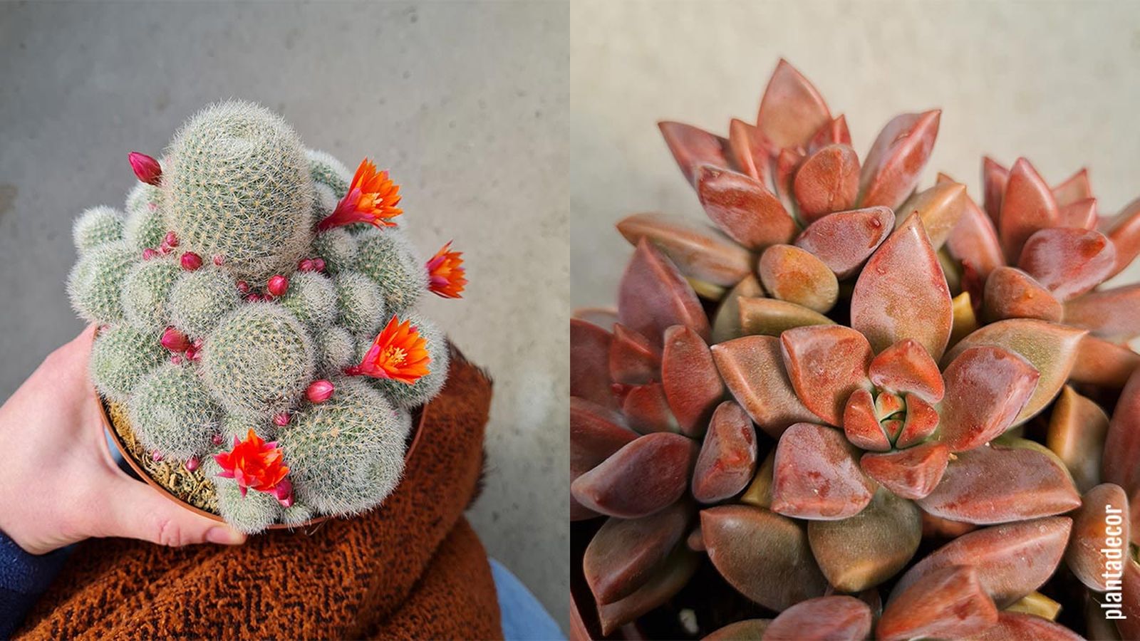 rebutia muscula graptopetalum bronze suculentas resistentes heladas