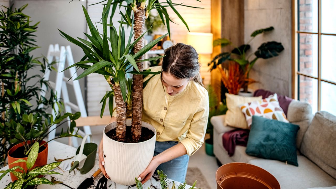 trucos faciles para mantenimiento plantas interior jardinatis
