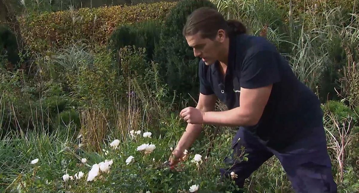 jardineria 759 rosa opalia paso 2