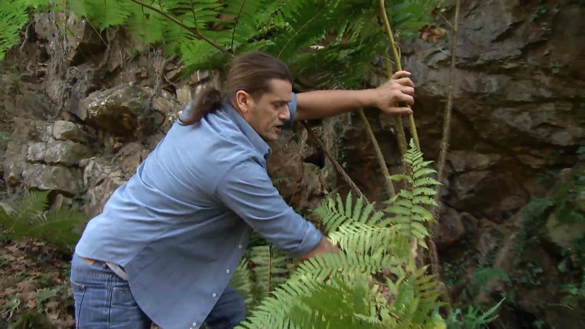 715 jardineria sotobosque helechos cyathea croftii