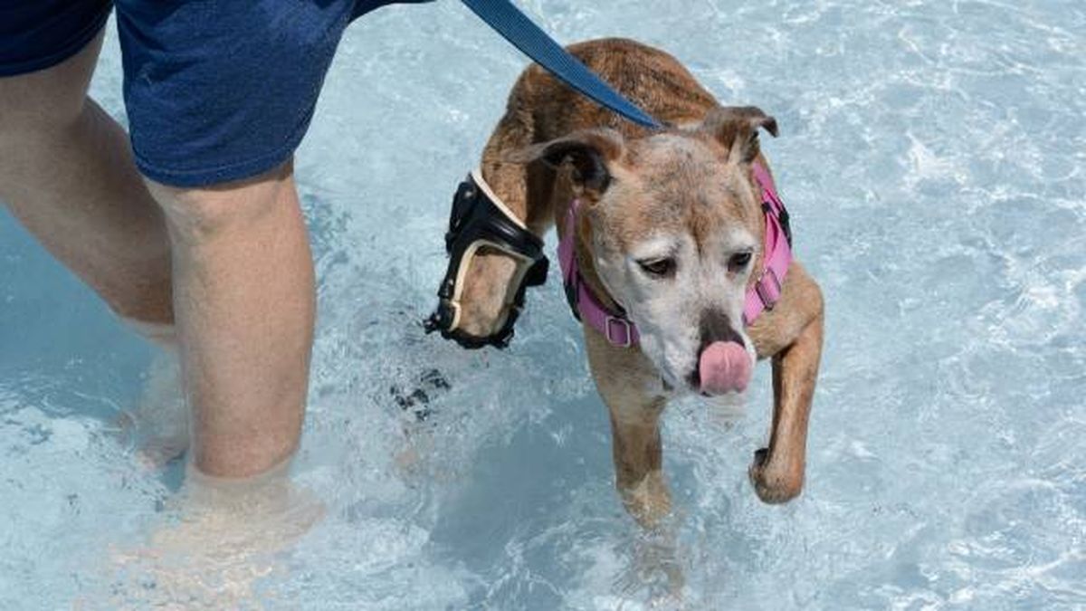 fisioterapia perros hidroterapia