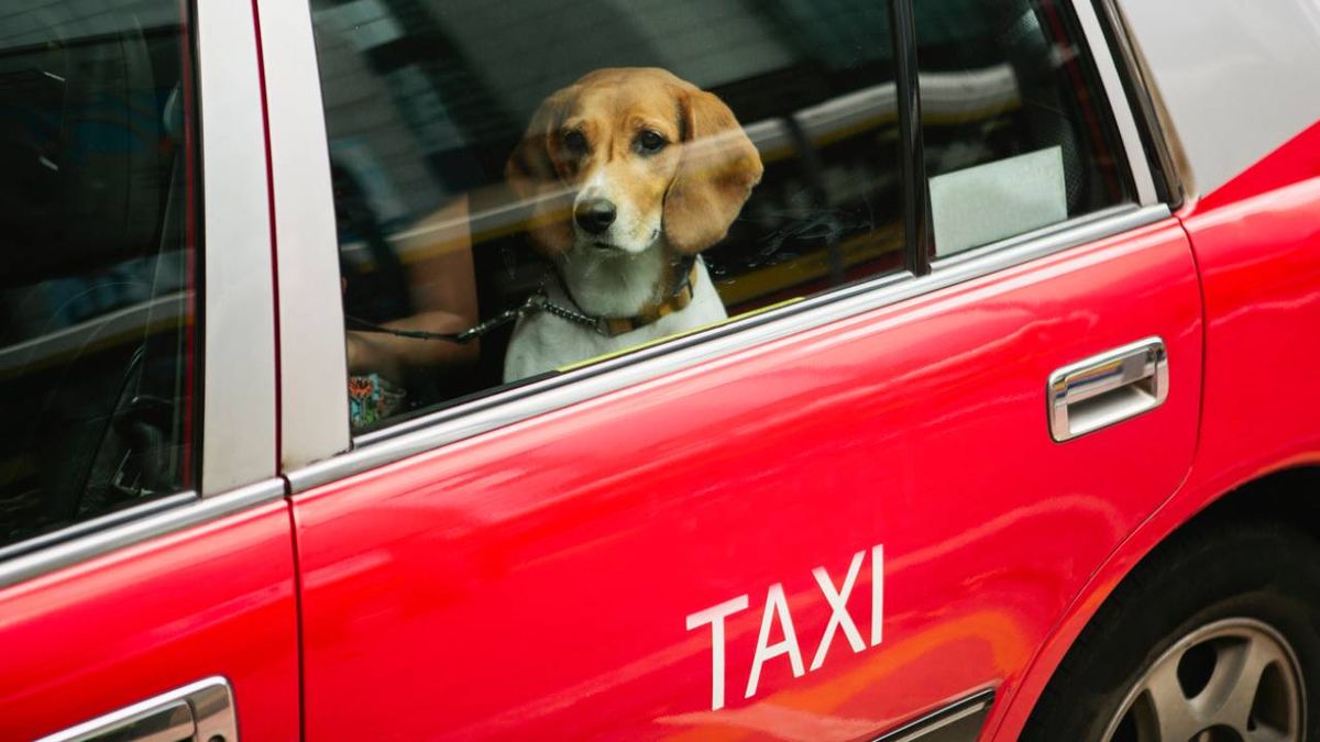 taxis servicio transporte mascotas