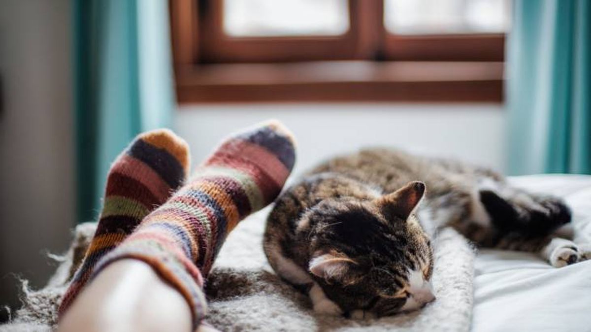 como saber si tu gato te quiere dormir