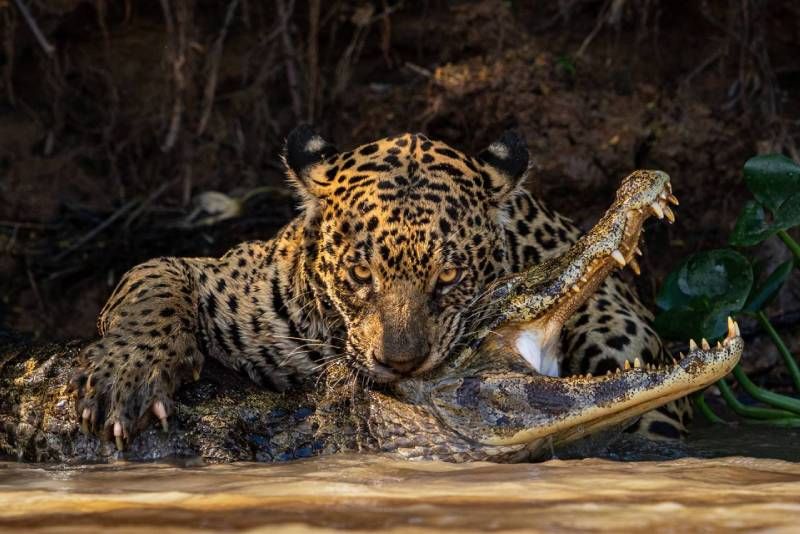 Caiman Crunch, ganadora de la categoría Mundo Natural y Vida Silvestre