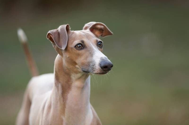 Consulta con el veterinario para elegir el mejor alimento para tu perro lebrel italiano.