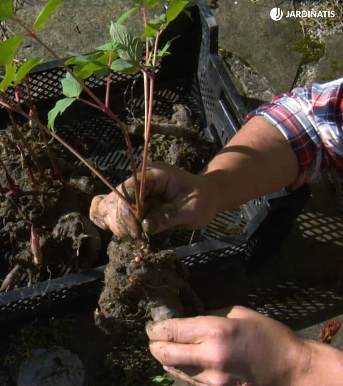 injerto tallo peonia arborea sobre herbacea deco 529