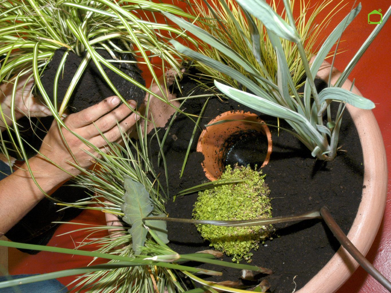 Planta las especies.