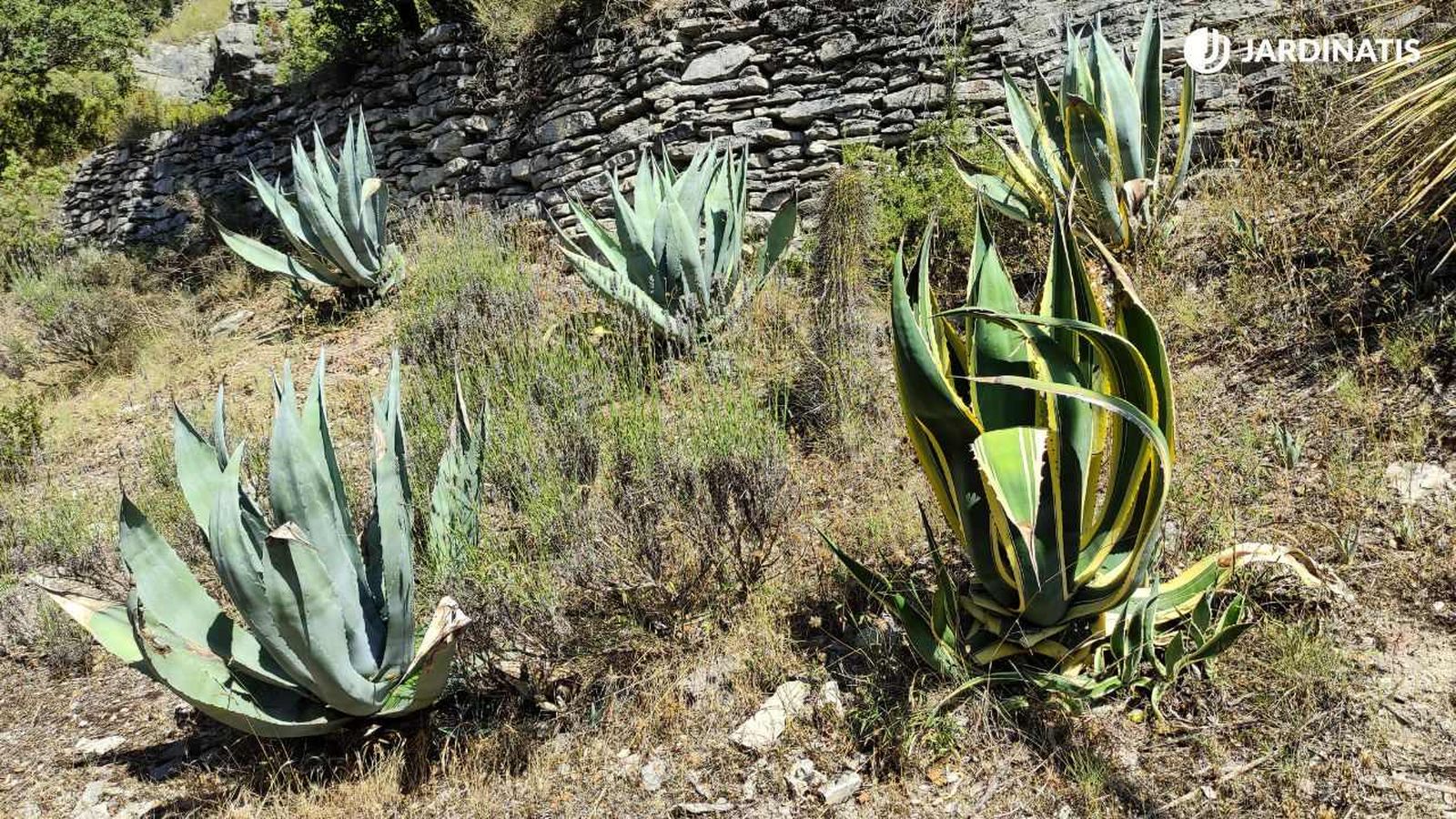 Variedades de agave