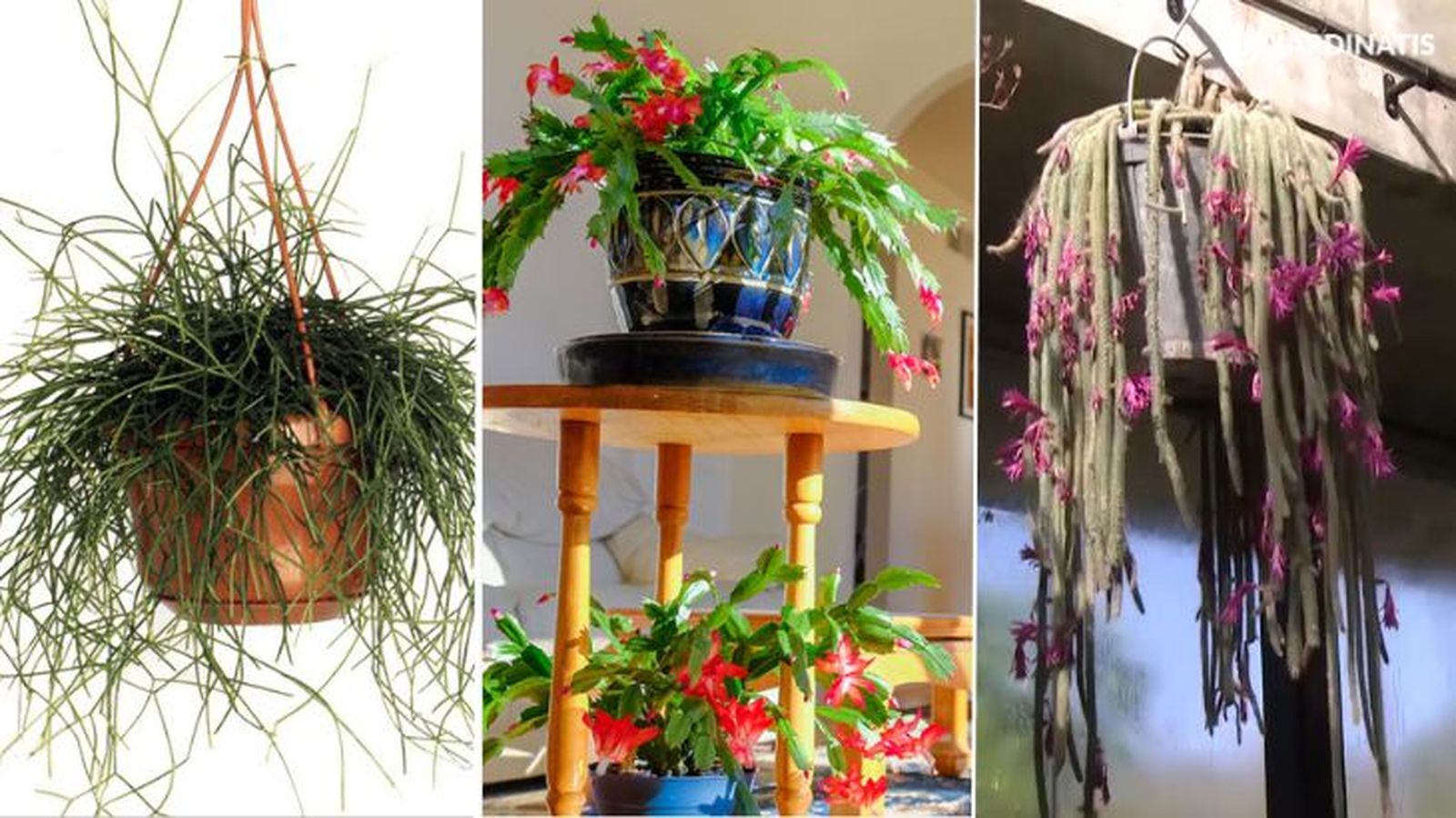 Rhipsalis cassutha cactus de navidad cactus rasta
