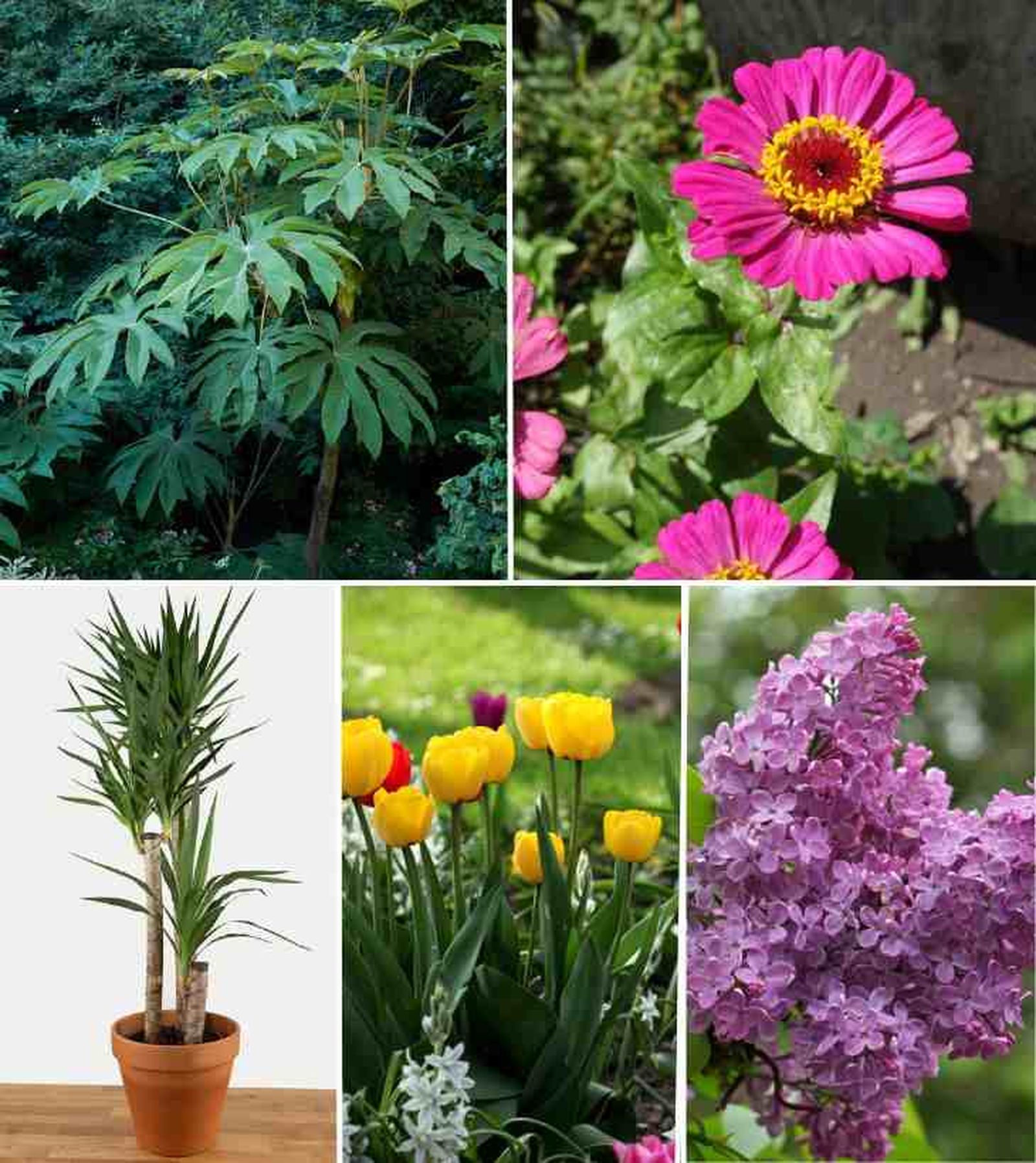 De izq. a drcha.: tetrapanax, zinnia, yuca, tulipán y syringa
