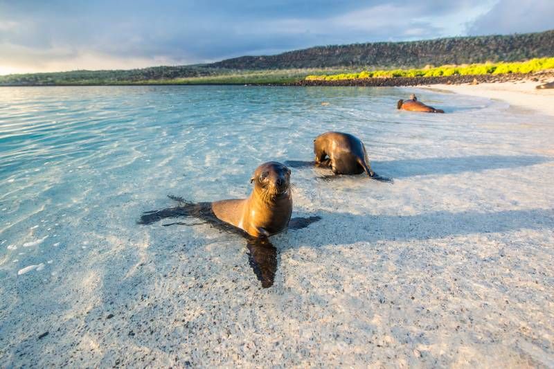 Para algunos animales exponerse al sol es una actividad imprescindible.