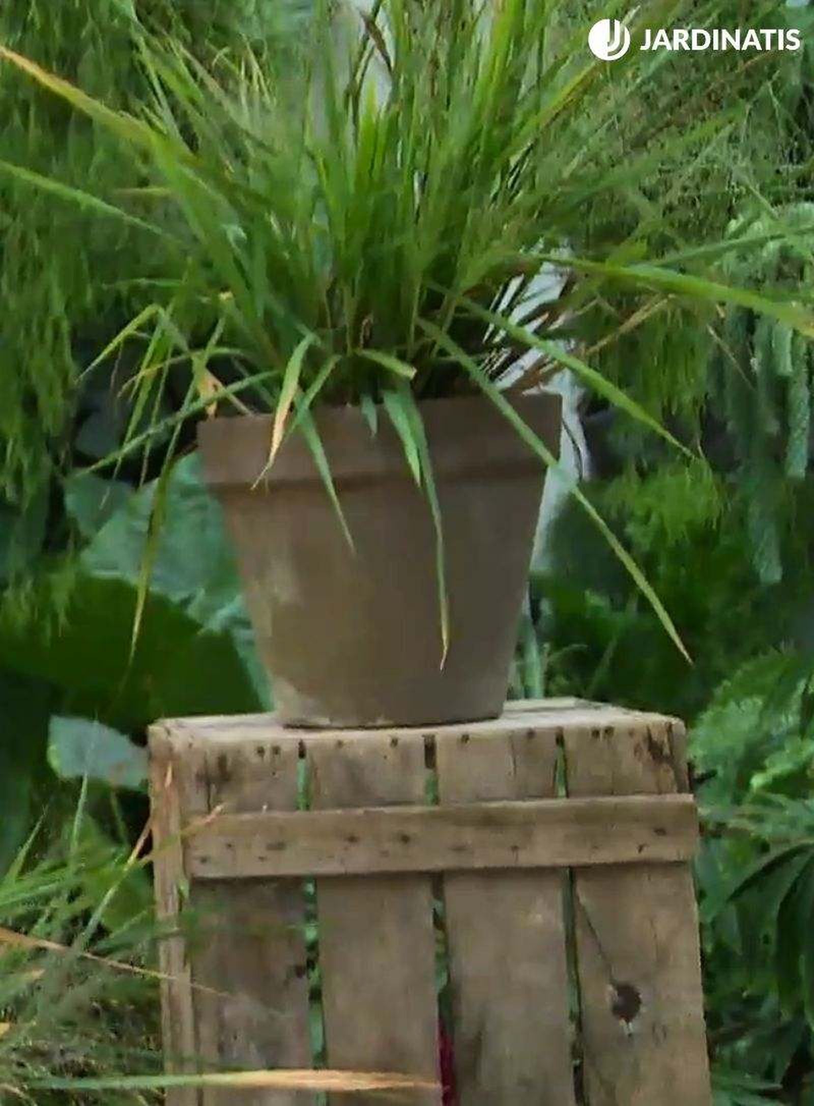 Eragrostis spectabilis en maceta
