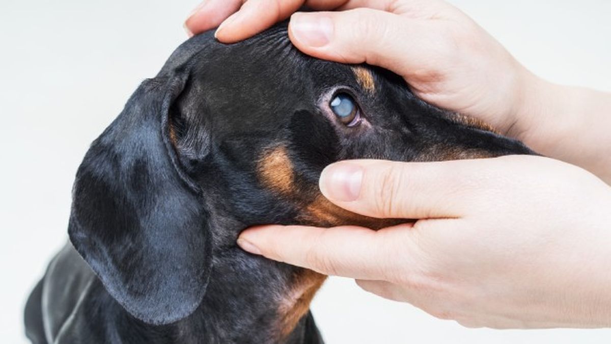 cataratas en perros 5