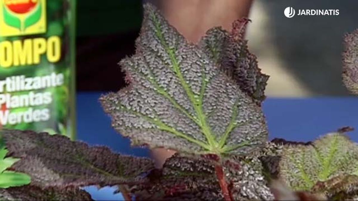 hoja verde de begonia rex brico 688 jardinatis