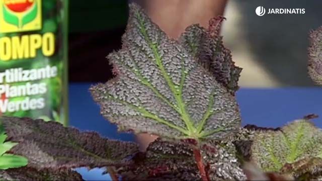 hoja verde de begonia rex brico 688 jardinatis