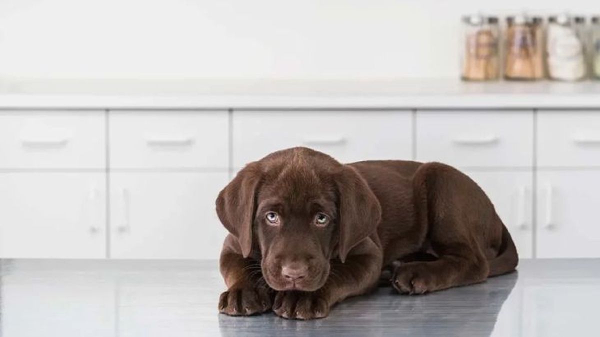 epilepsia en perros 1