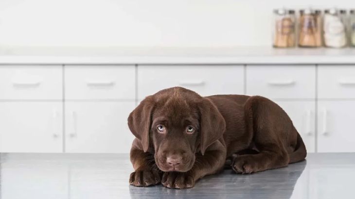 epilepsia en perros 1