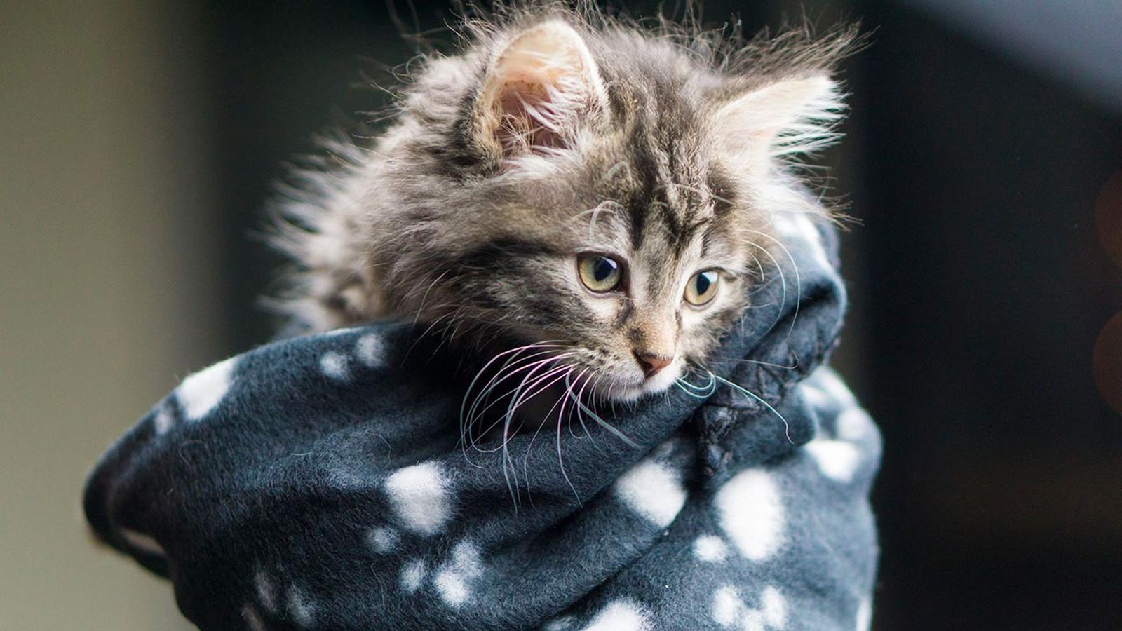 gatos invierno consejos prevenir frio 4