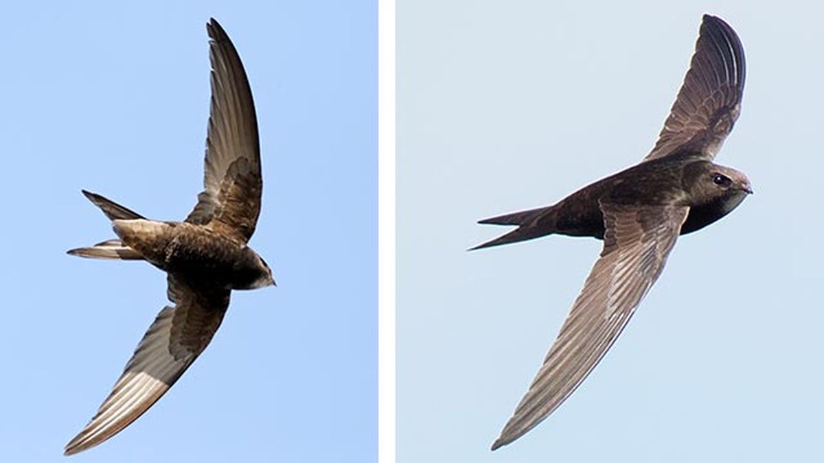 vencejo comun 3 volando