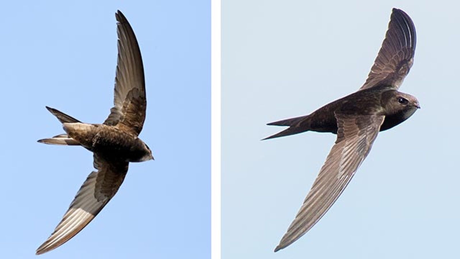 vencejo comun 3 volando