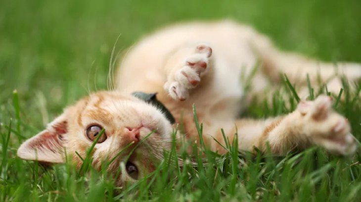 origen del gato 3