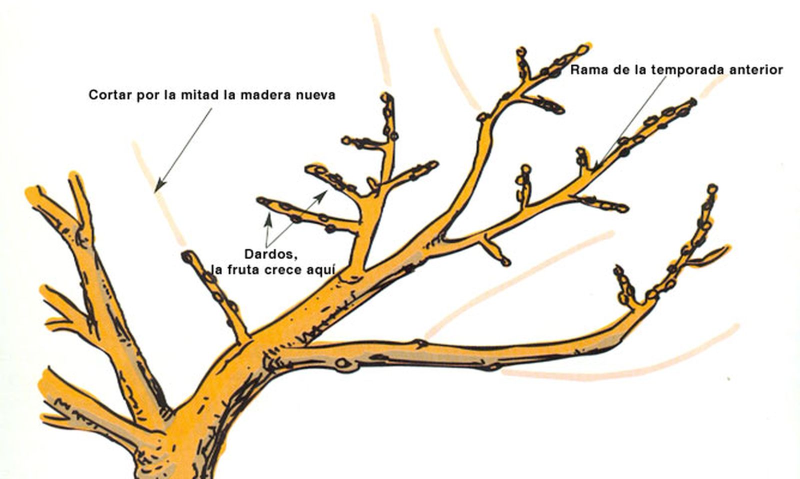 poda ciruelo esquema