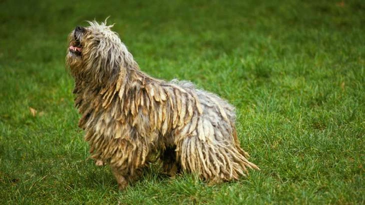 perro pastor de bergamo 13