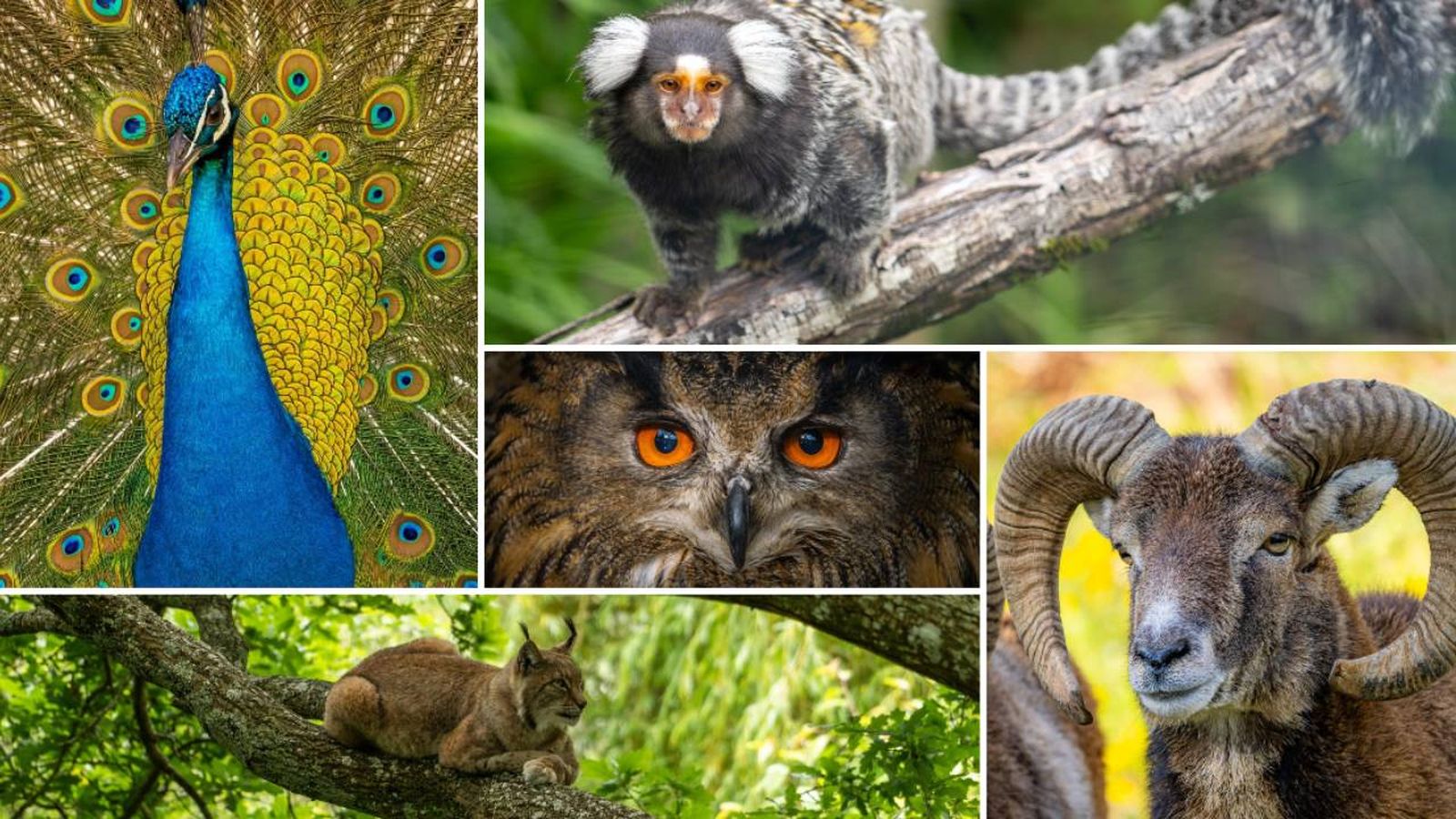 Karpin Fauna centro acogida animales salvajes Carranza Bizkaia Pais Vasco