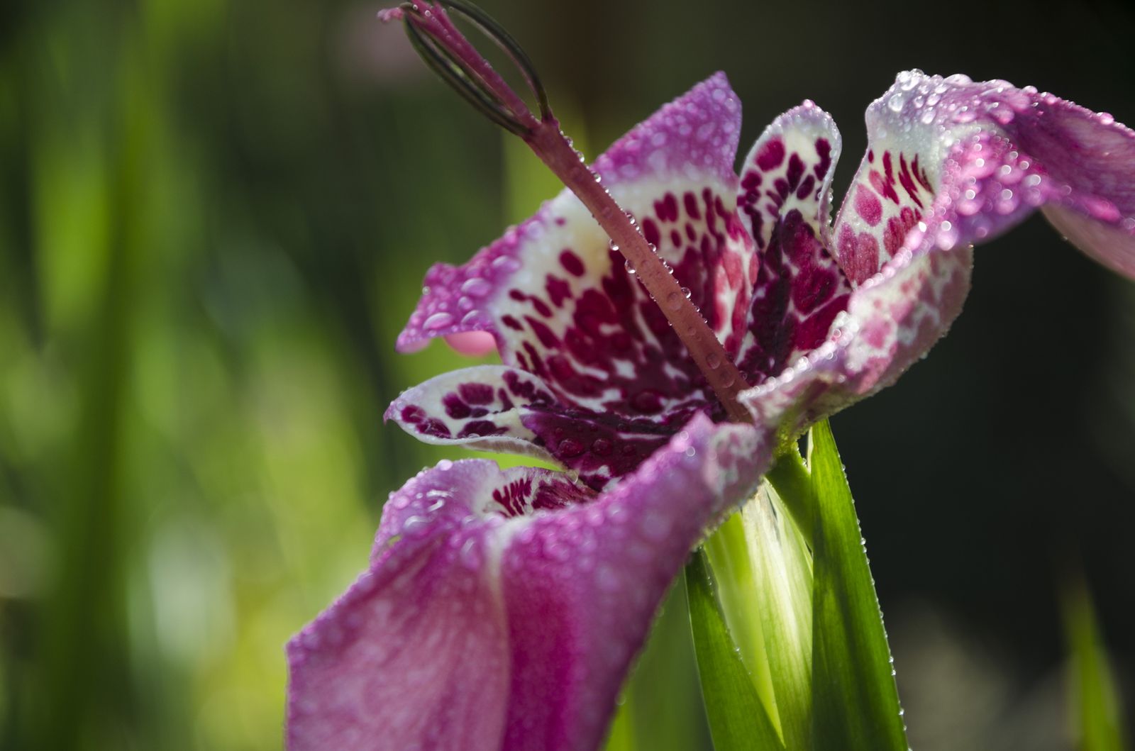 Tigridia pavonia 02