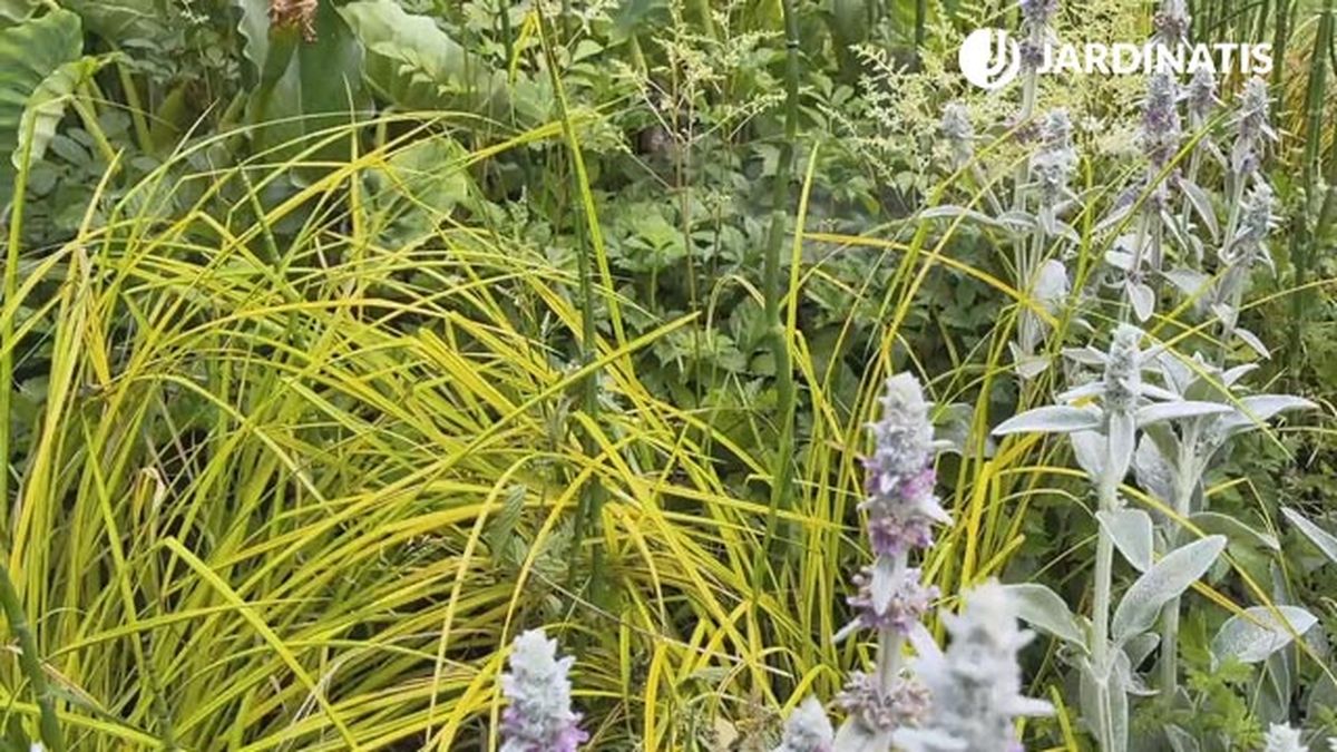 Carex elata Aurea en el estanque jardin lurgarden jardinatis