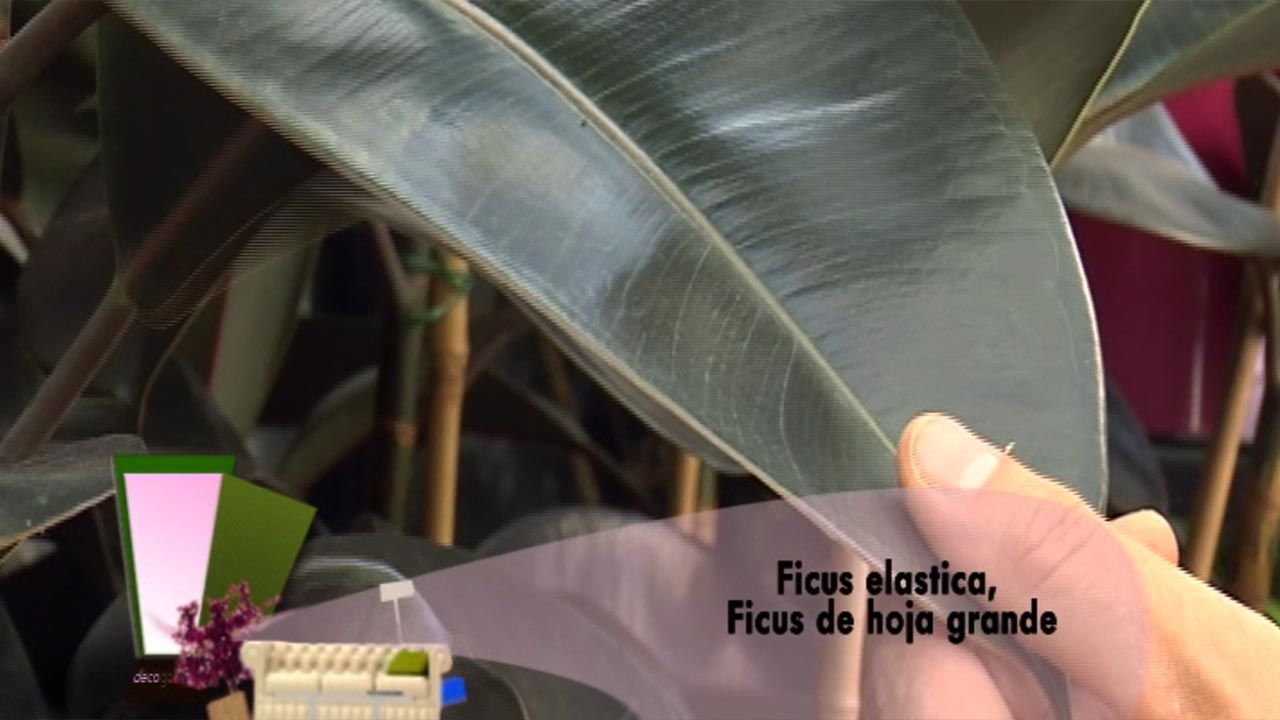 deco 436 ficus elastica