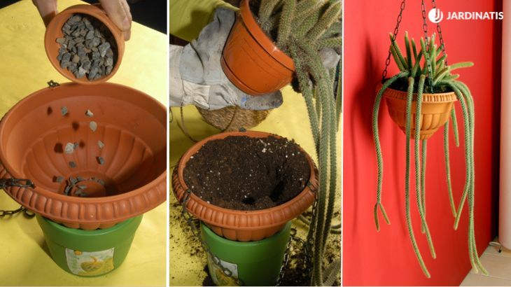 como plantar un cactus en cesto colgante