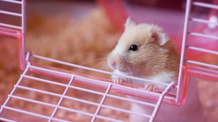 nombres originales para animales 1