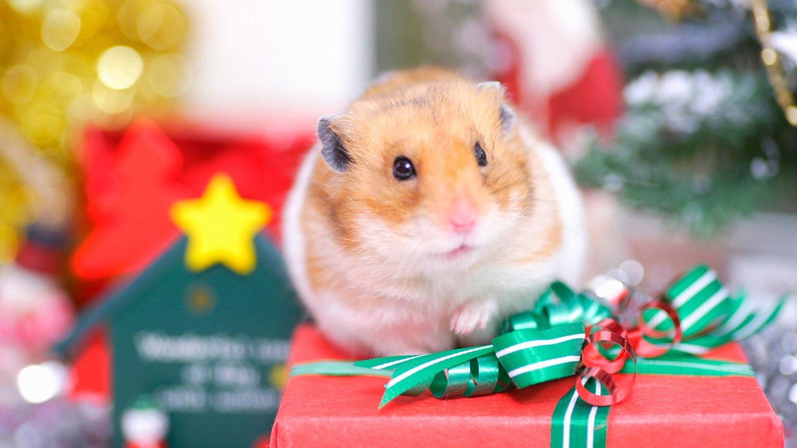 Es muy importante que durante la Navidad estemos especialmente pendientes de ellas.