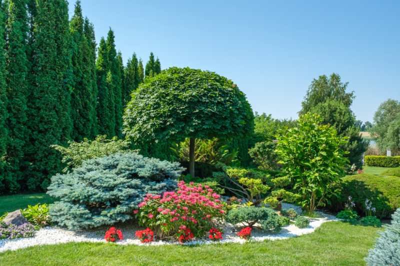 Existe una amplia variedad de árboles ornamentales.