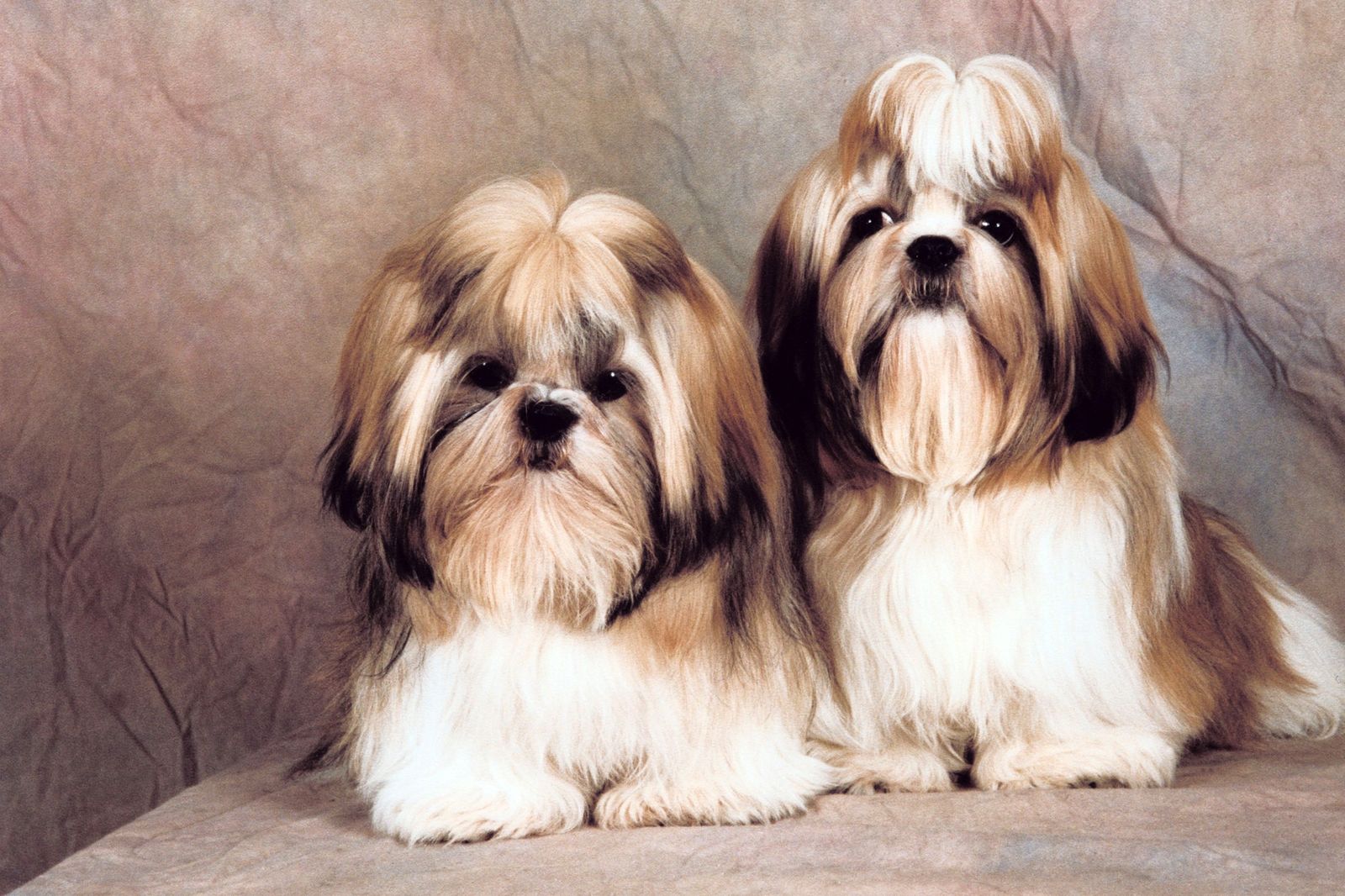 shihtzu xl