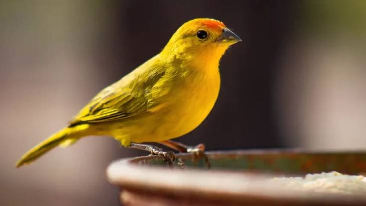 nombres para pajaros 8