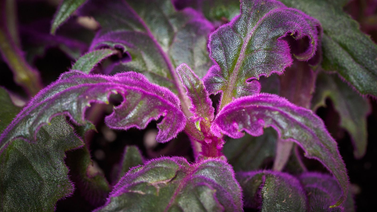 Gynura pasion purpura caracteristicas