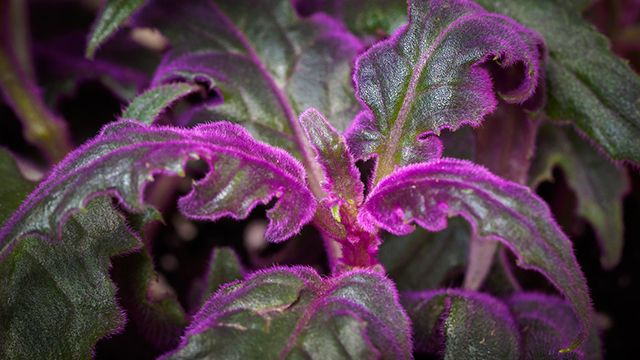 Gynura pasion purpura caracteristicas