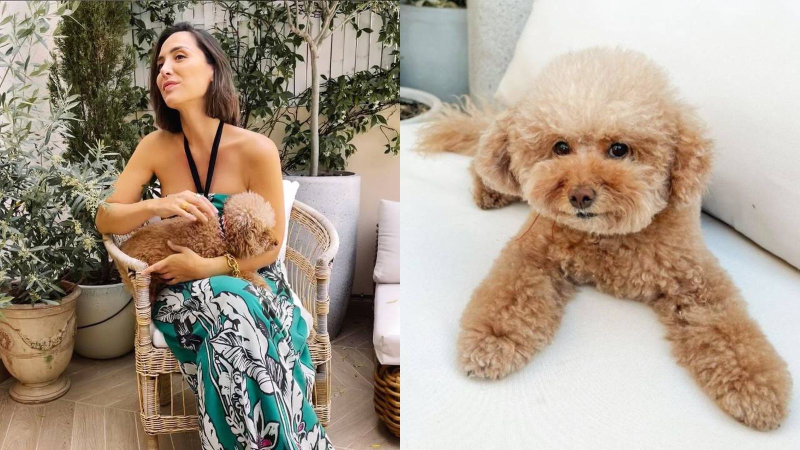 mascotas de famosos perro tamara falco raza caniche nombre jacinta