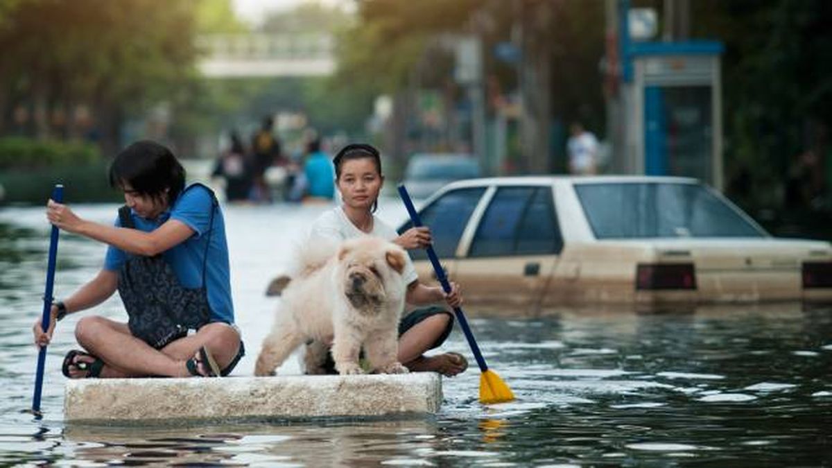 evacuacion mascotas desastres naturales mas importantes inundaciones