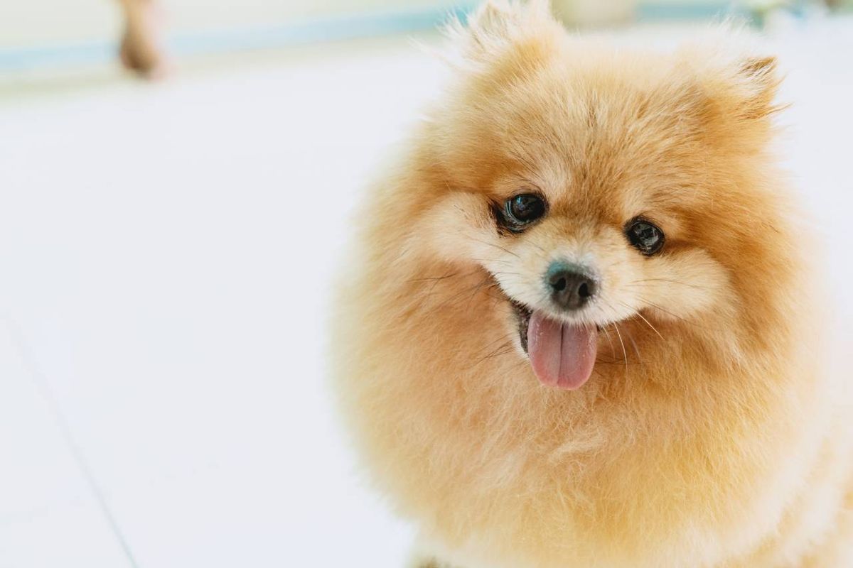 Las características del Pomerania le confieren un aspecto zorruno