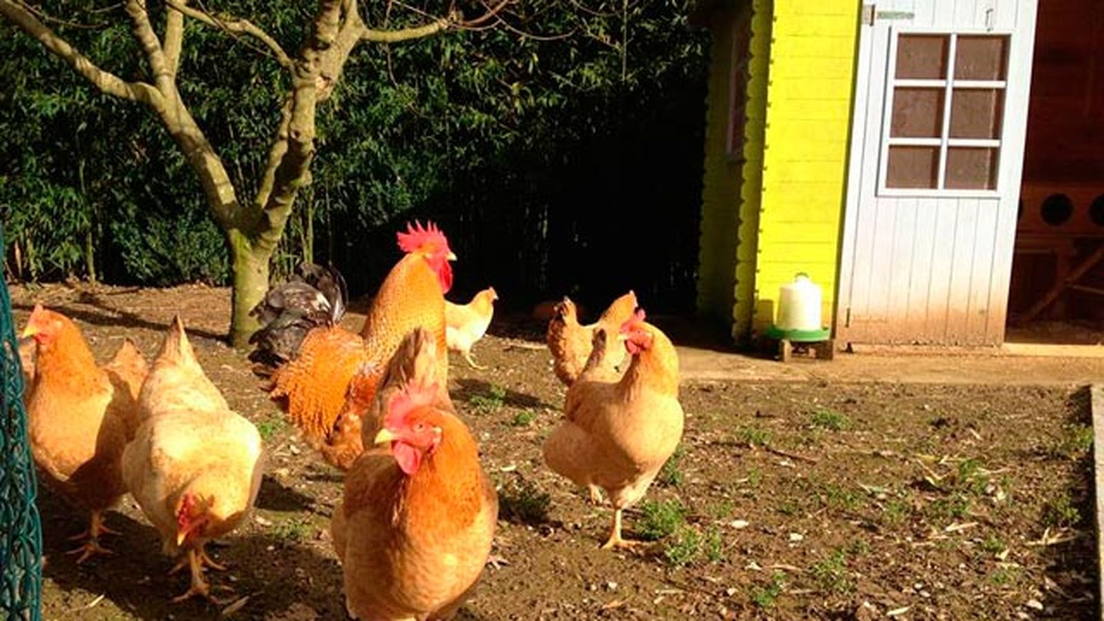 gallinero2
