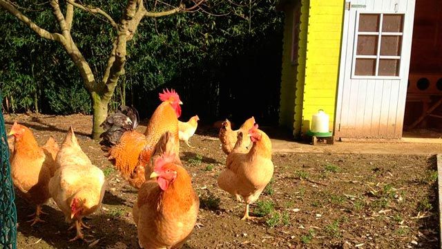 gallinero2