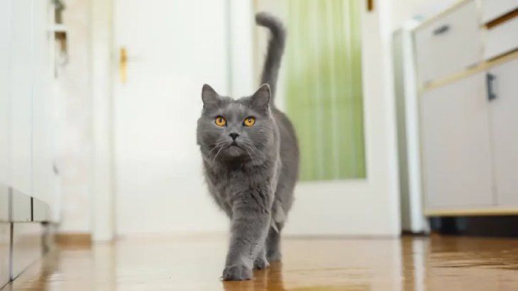 origen del gato 4