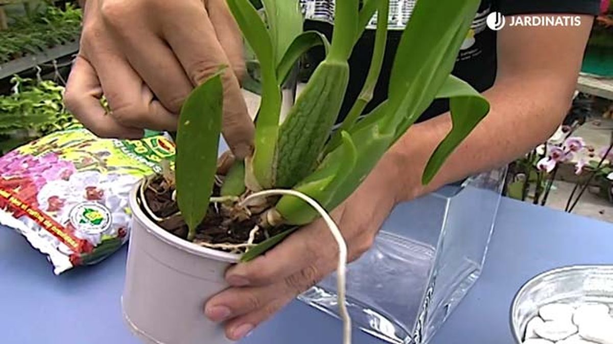 crecimiento orquidea oncidium dama danzante deco 304 jardinatis