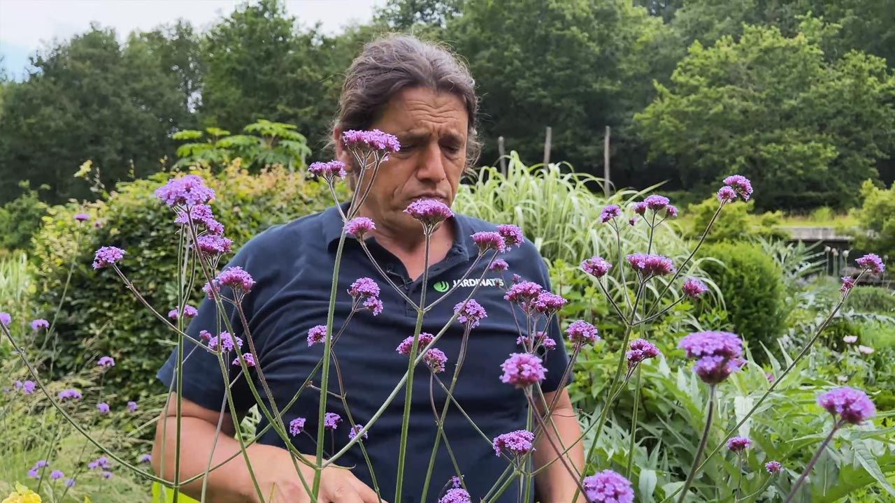 flores blancas y lilas para el jardin jardinatis
