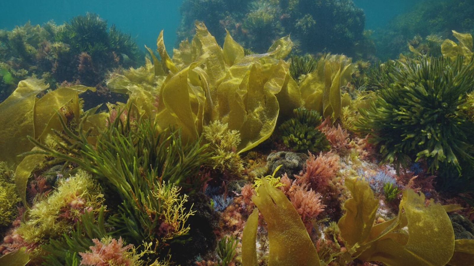 tipos de algas marinas