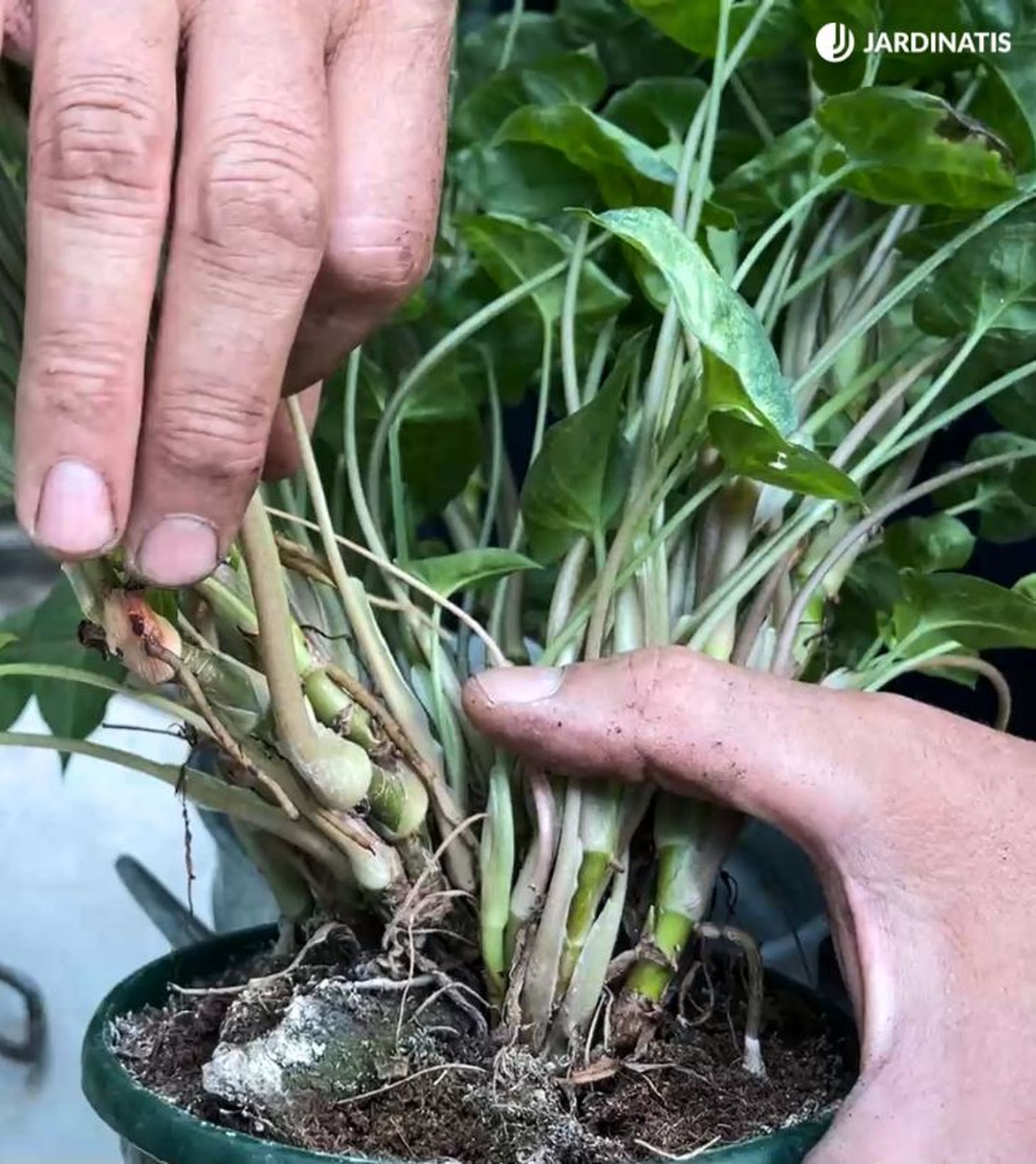 Syngonium singonio raices aereas planta trepadora
